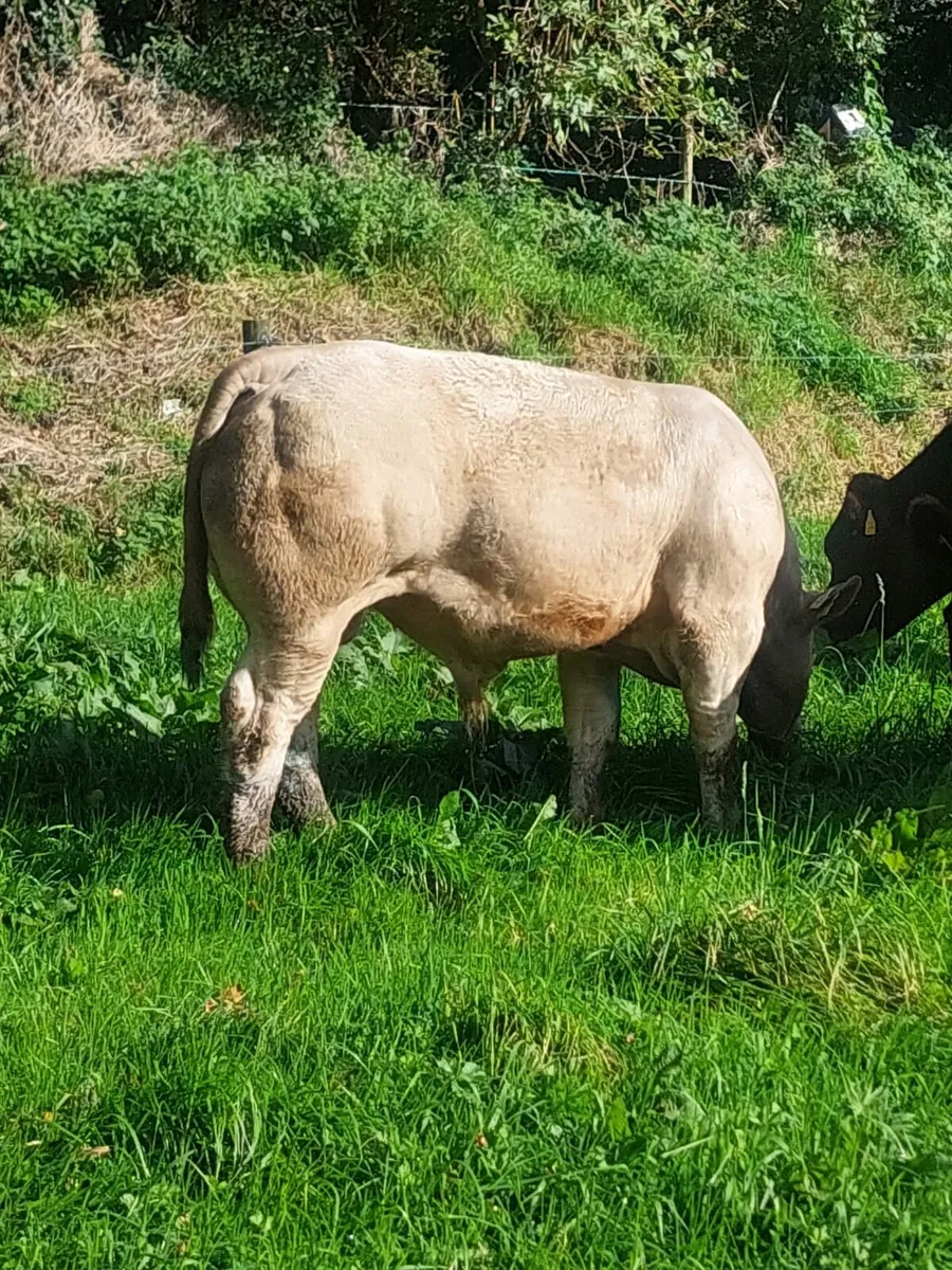 Weanlings bulls - Image 3