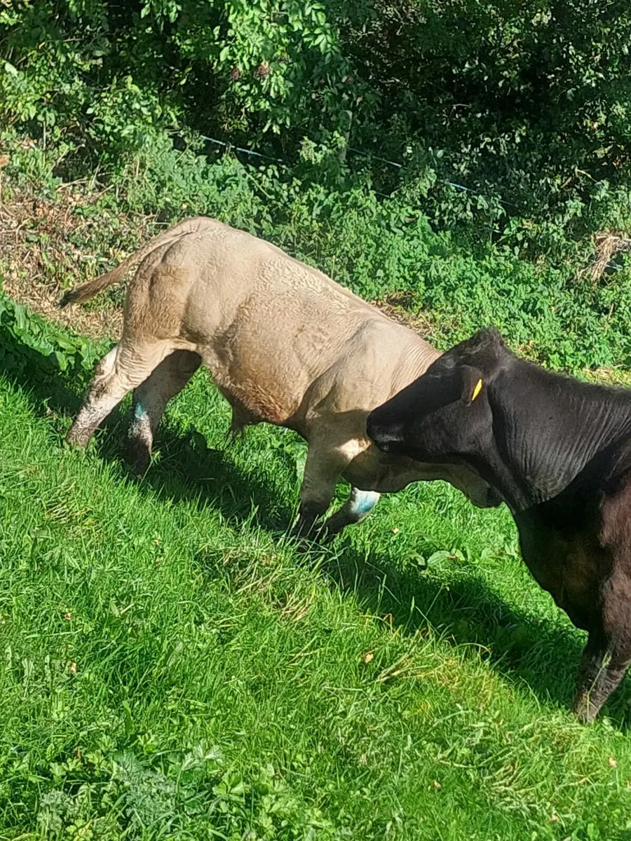 Weanlings bulls - Image 4