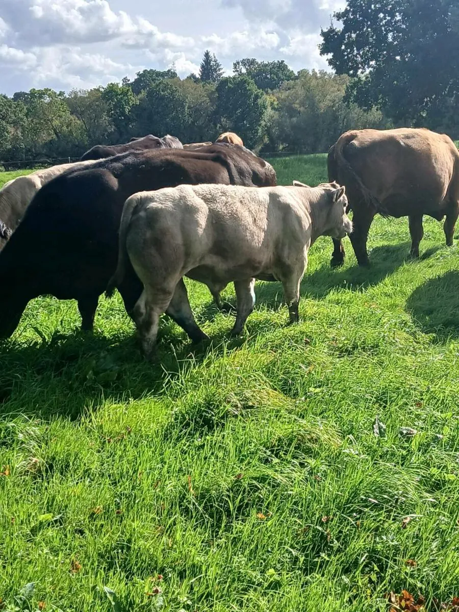 Weanlings bulls - Image 1