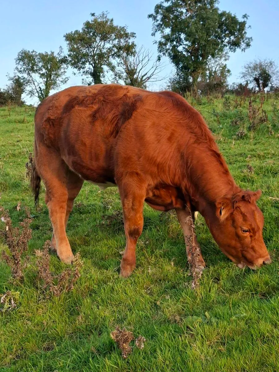 Heifer - Image 1