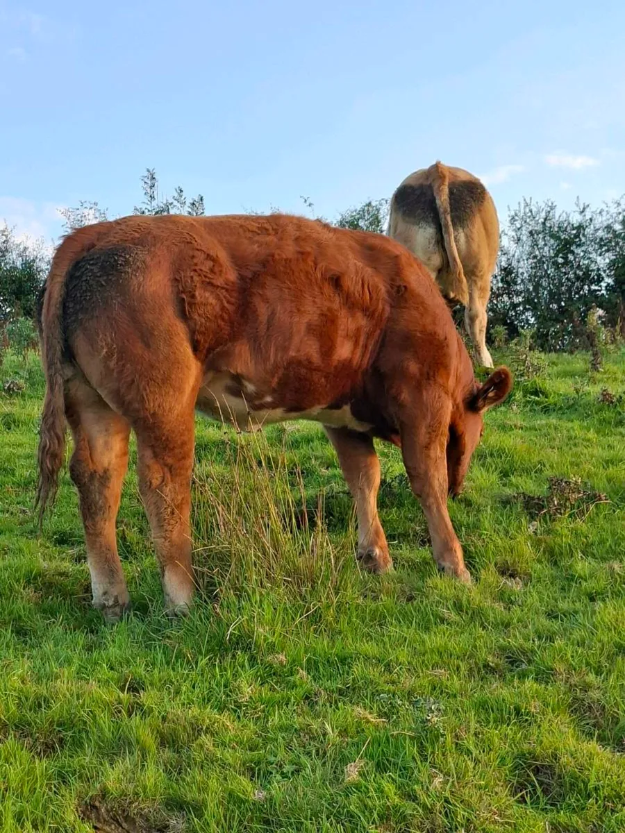 Heifer - Image 2