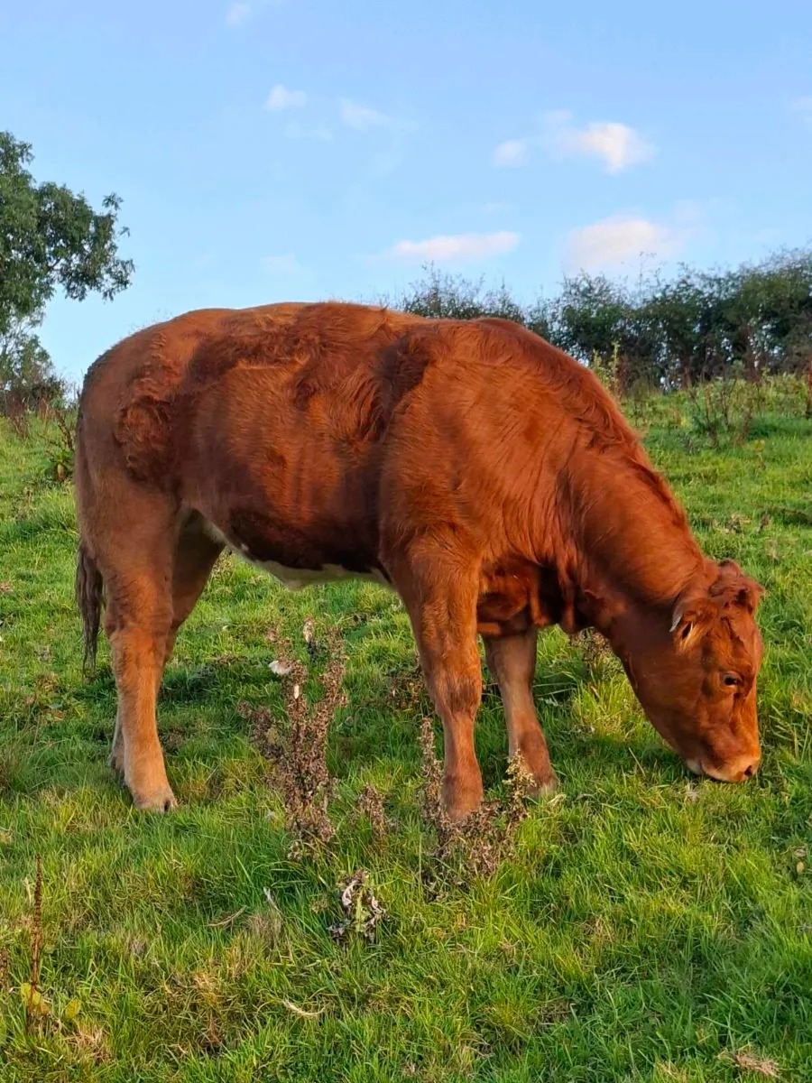 Heifer - Image 3