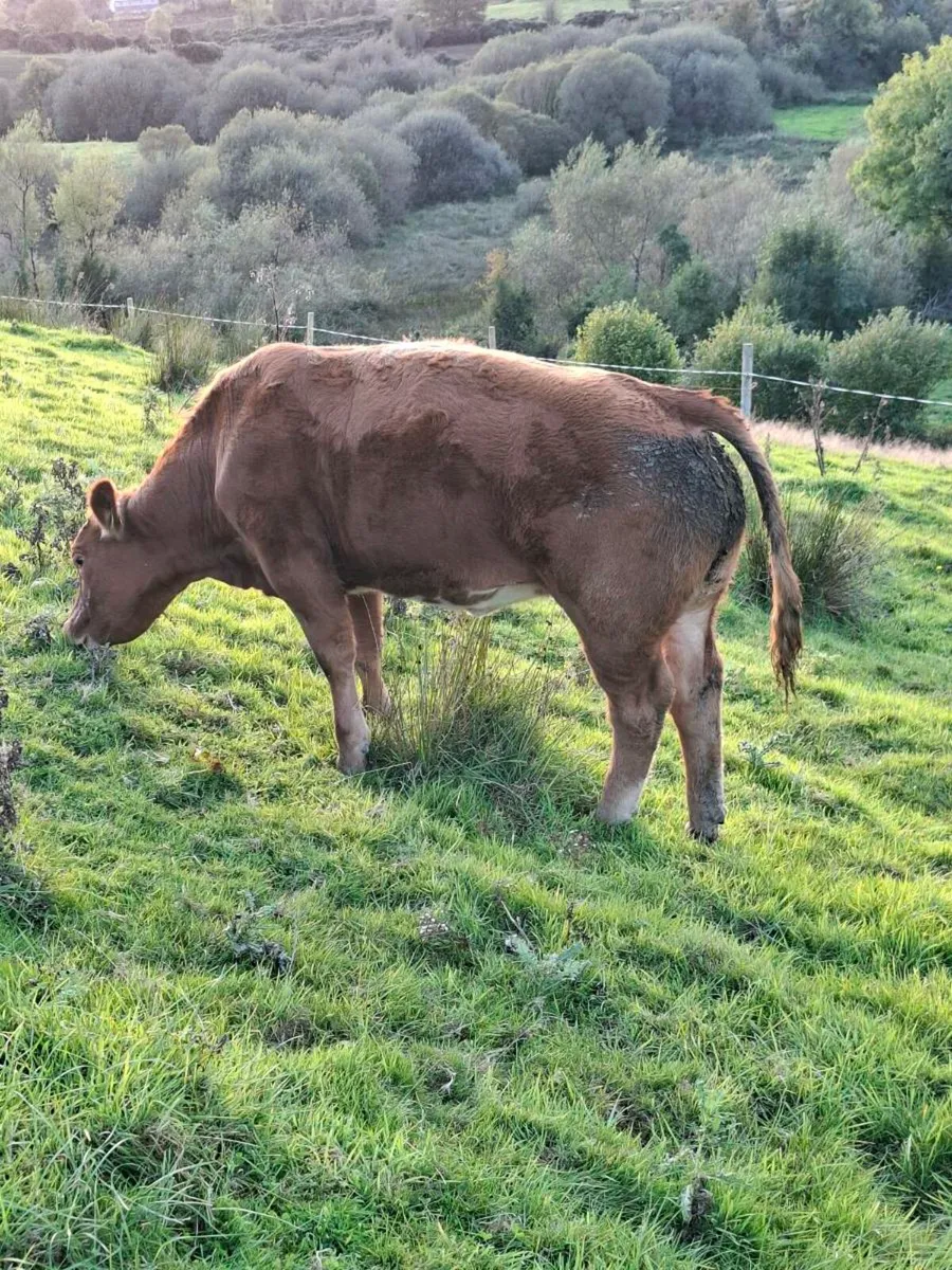 Heifer - Image 4