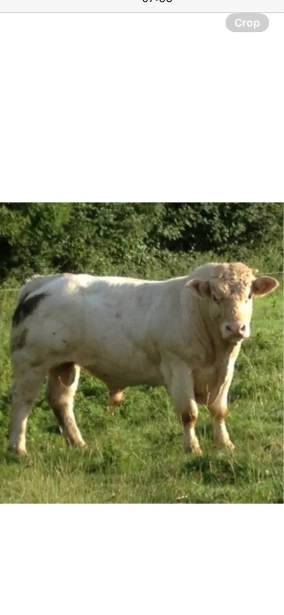 6 Charolais bulls - Image 2
