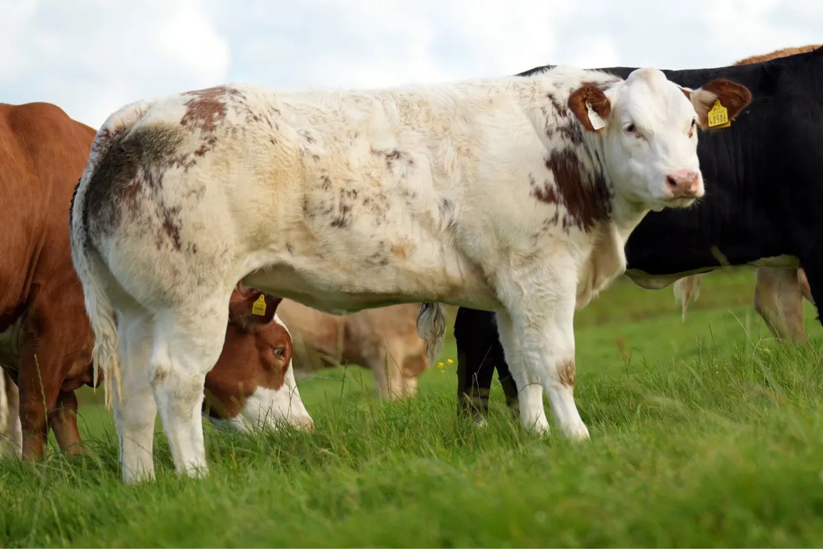🌟🌟 Weanling show heifers🌟🌟 - Image 1