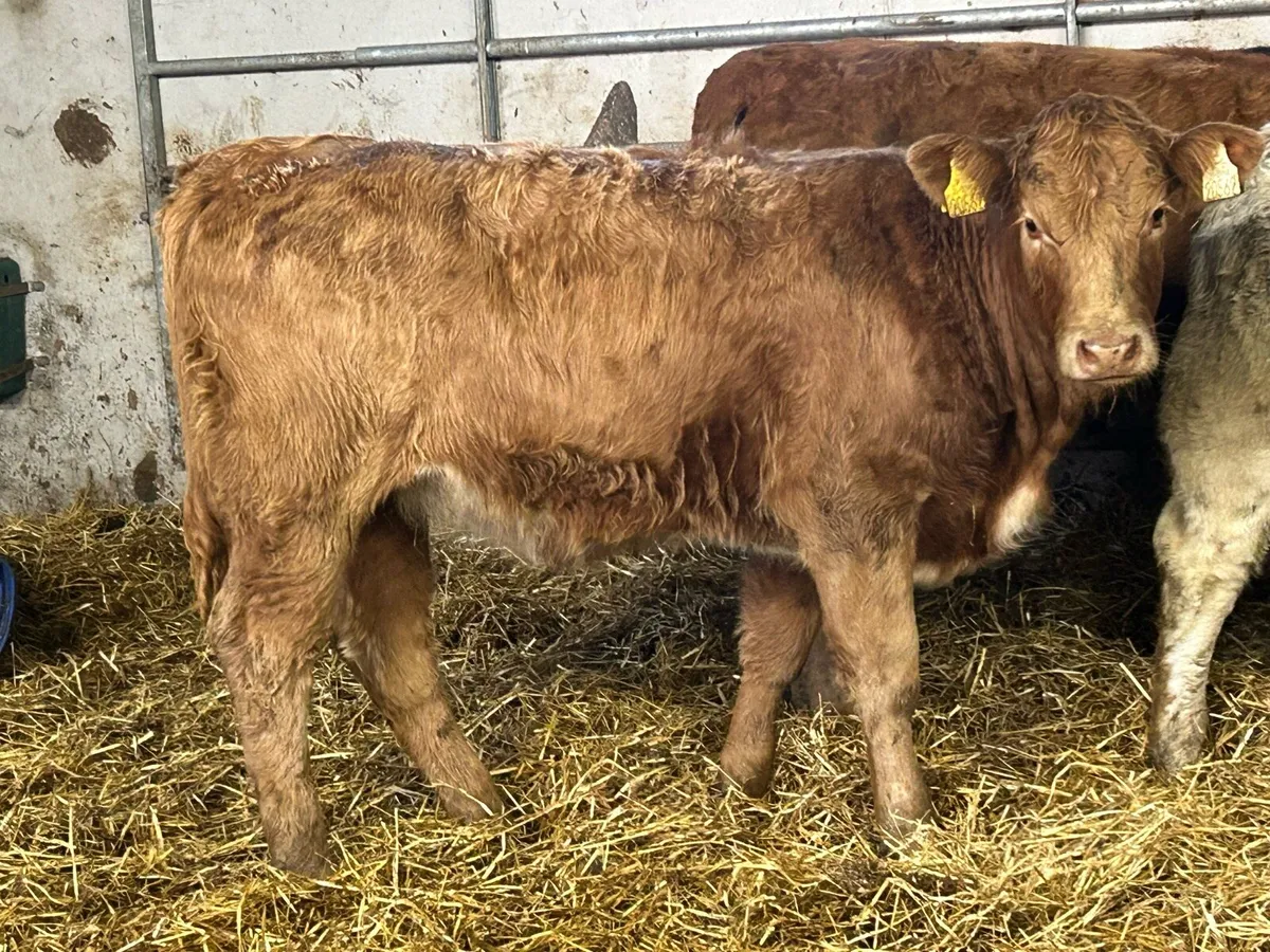 3 smashing golden charlois heifers - Image 2