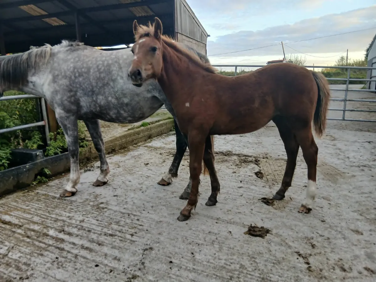Colt foal - Image 2