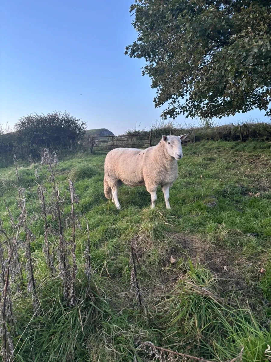 Super Cheviot ram - Image 1