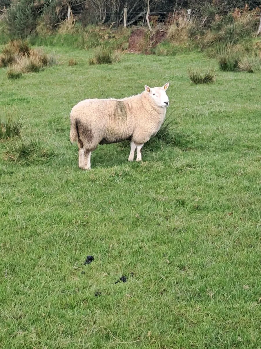 North country cheviot 1yr - Image 2
