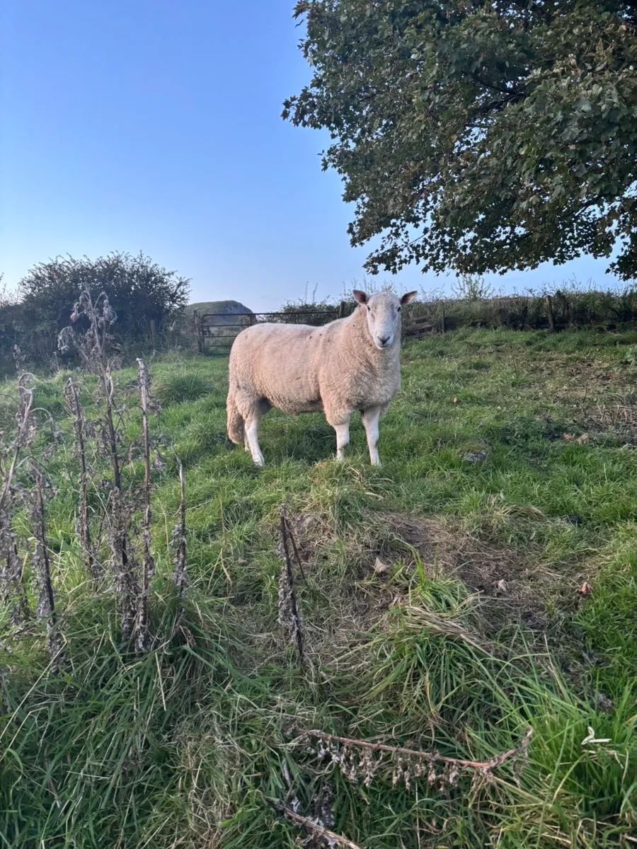 Super Cheviot ram - Image 2