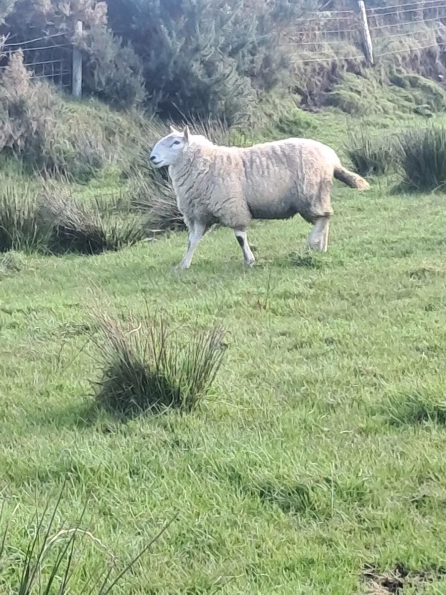 North country cheviot 1yr - Image 1
