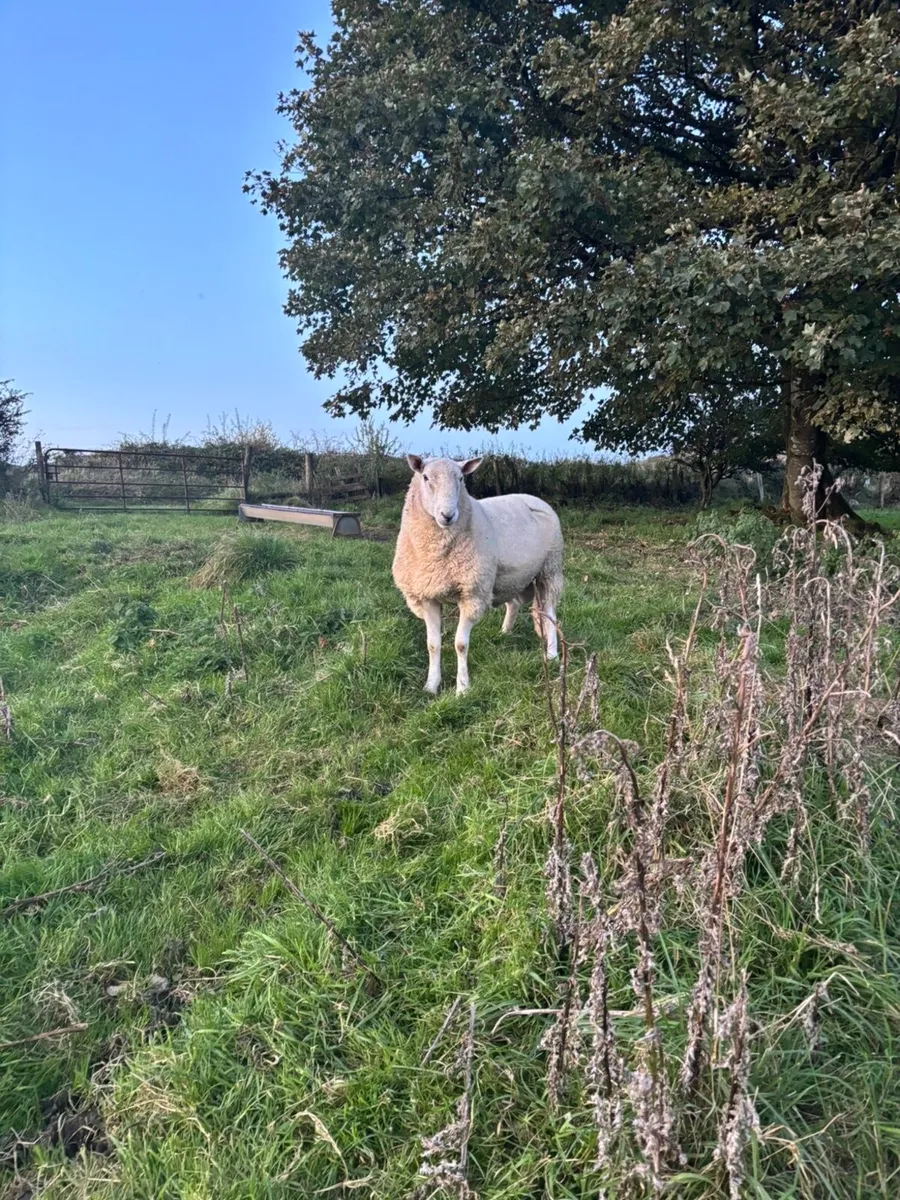 Super Cheviot ram - Image 3