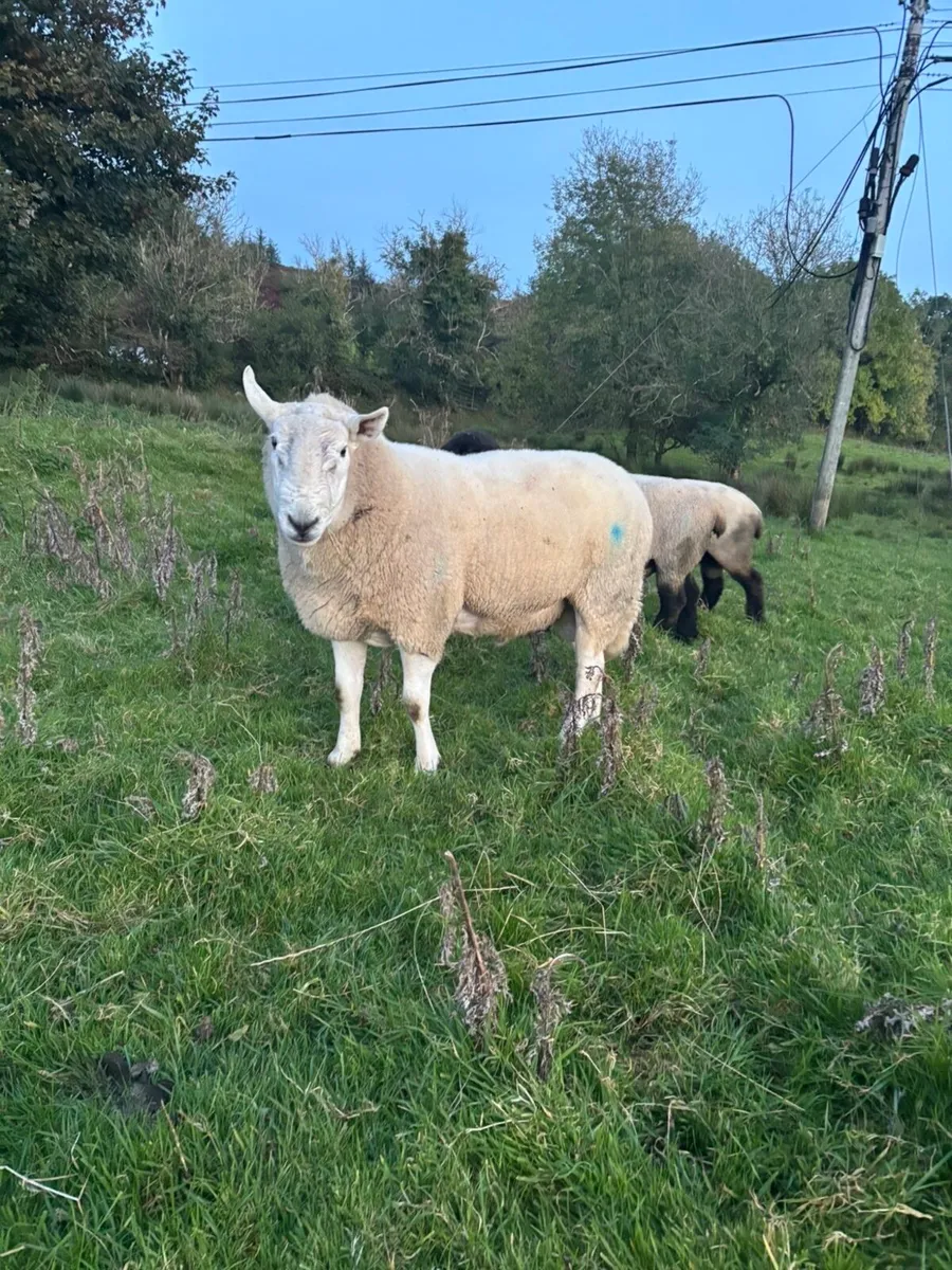 Super Cheviot ram - Image 4
