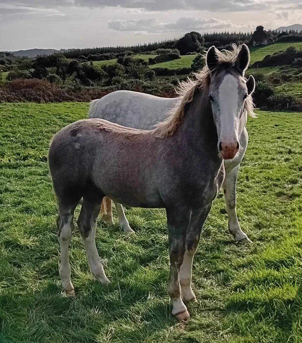 Irish Draught Colt Foal - Image 2