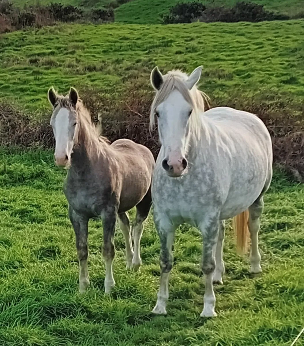 Irish Draught Colt Foal - Image 3