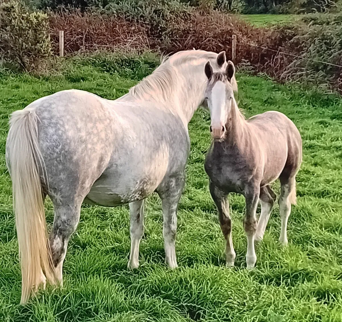 Irish Draught Colt Foal - Image 4
