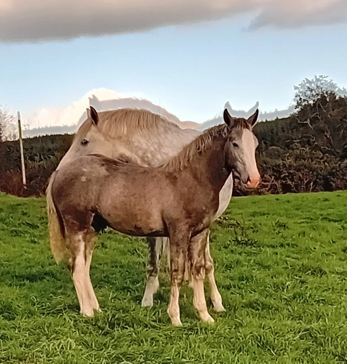 Irish Draught Colt Foal - Image 1