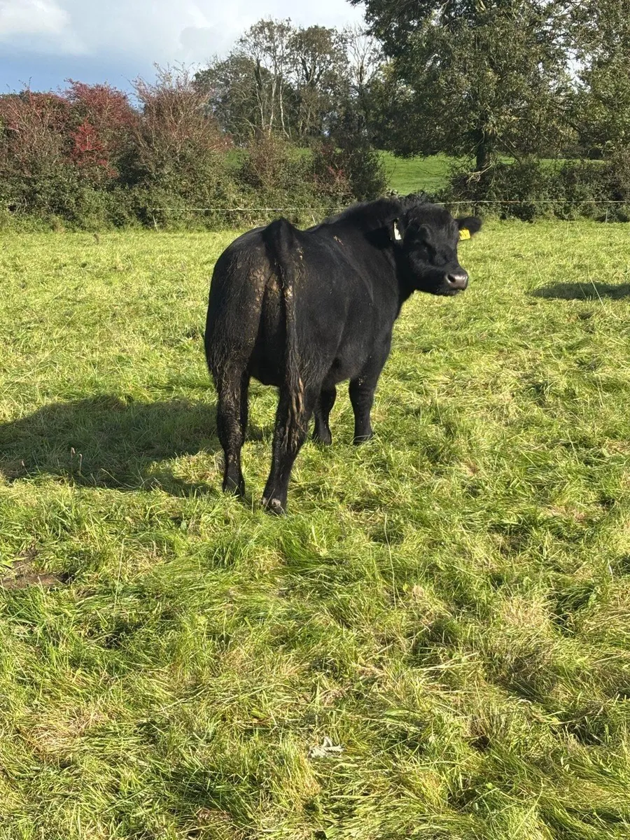 *Purebred Aberdeen Angus Bull* - Image 2