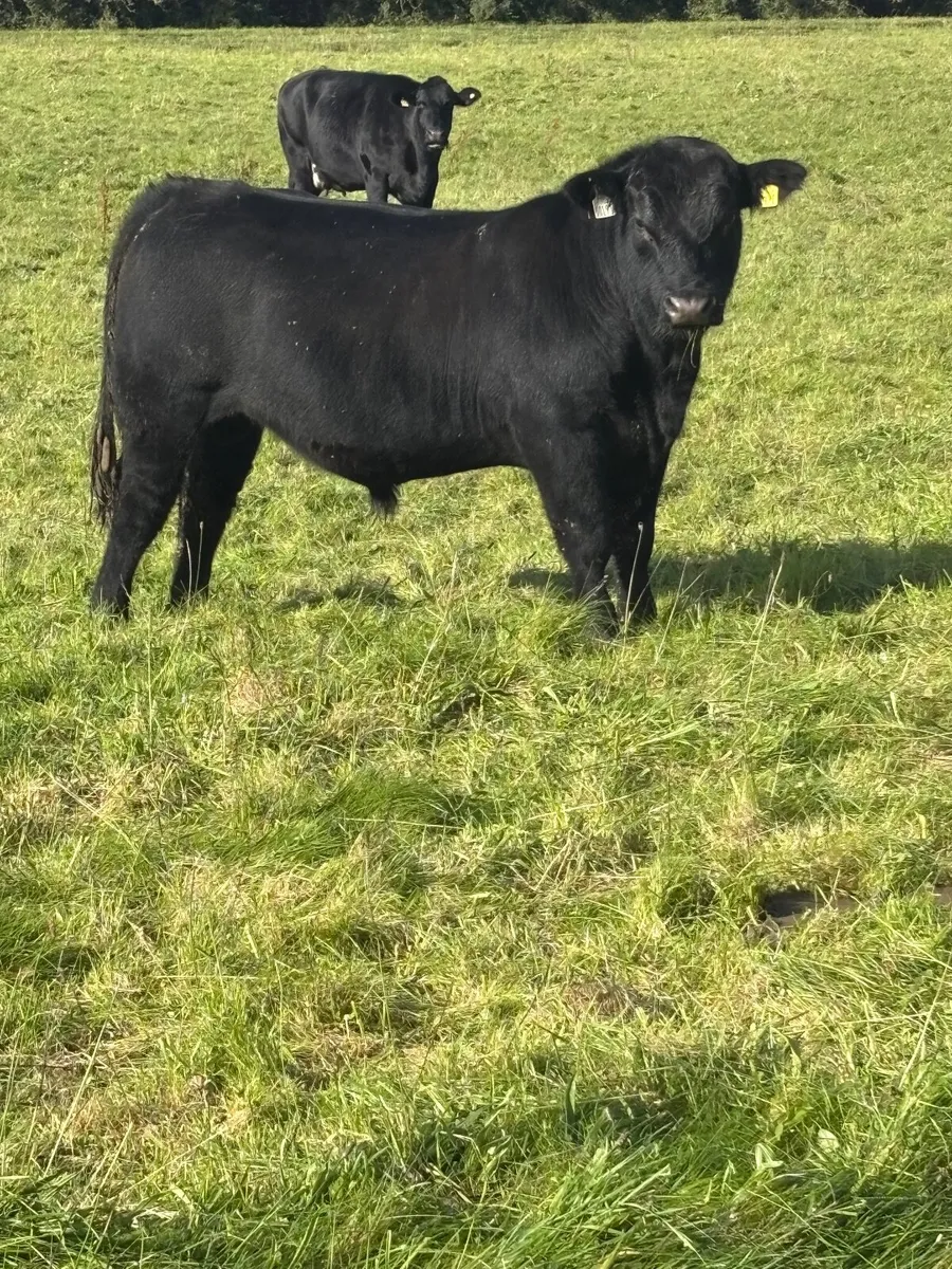*Purebred Aberdeen Angus Bull* - Image 1