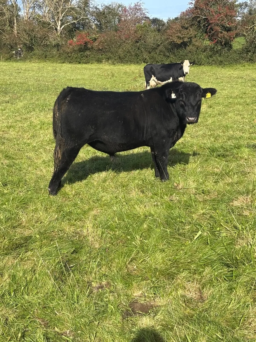 *Purebred Aberdeen Angus Bull* - Image 3