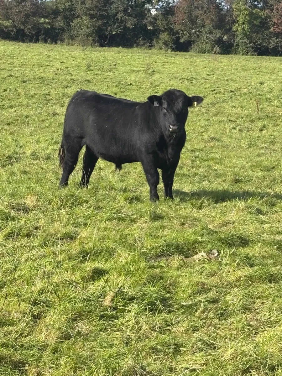 *Purebred Aberdeen Angus Bull* - Image 4