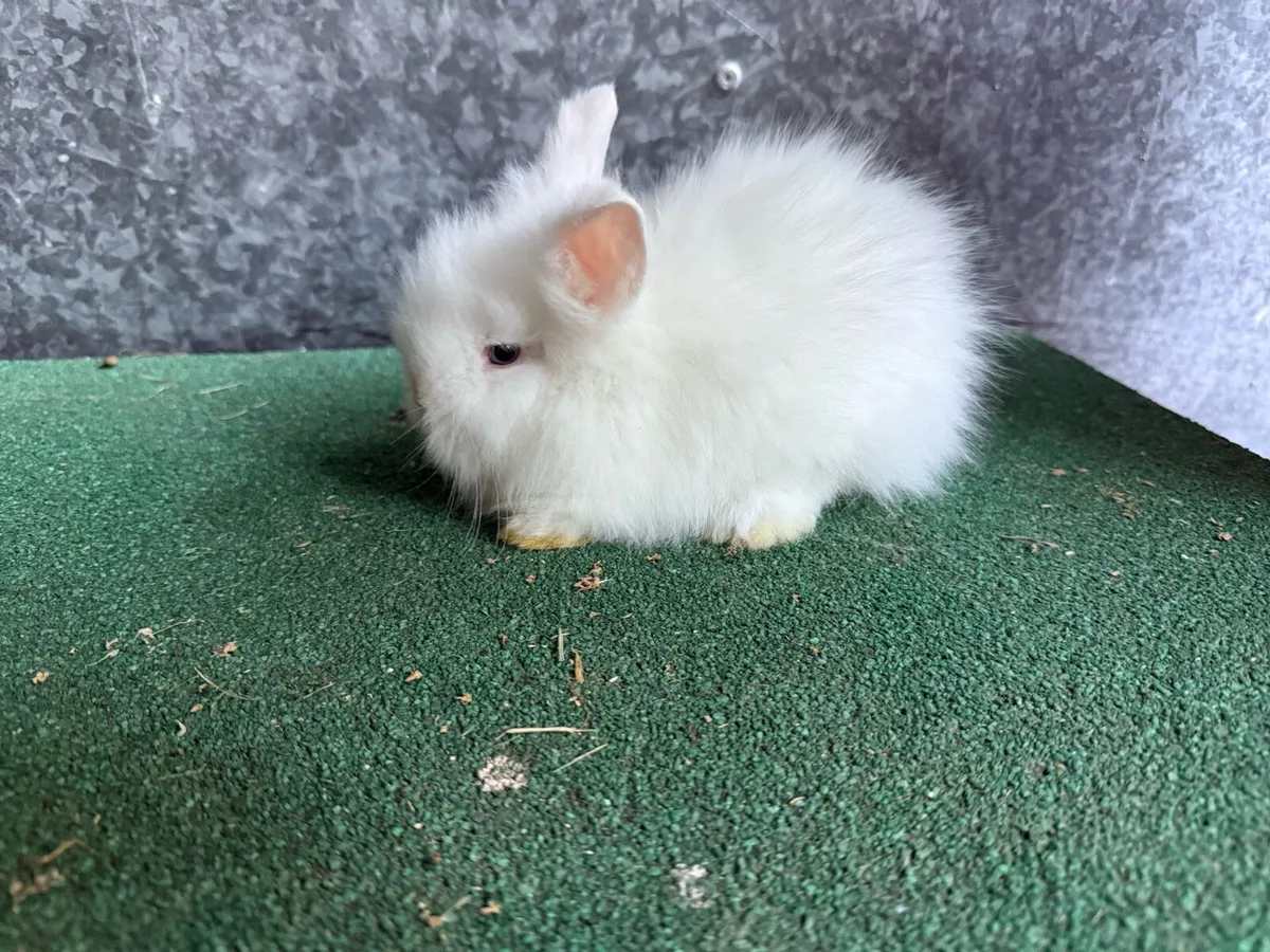 Lion head Rabbits - Image 1
