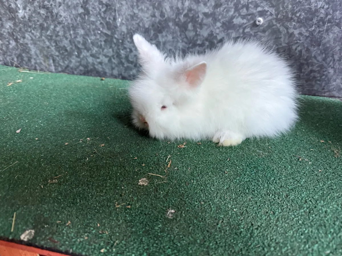 Lion head Rabbits - Image 3
