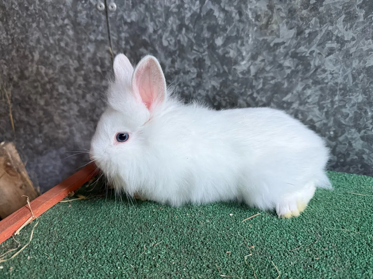 Lion head Rabbits - Image 4