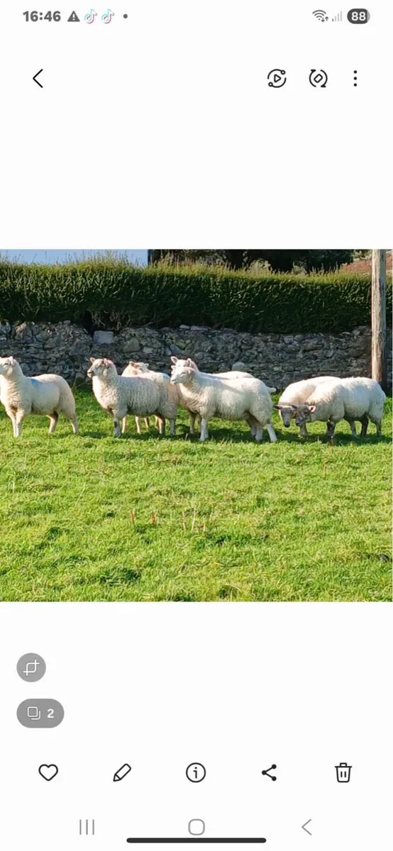 Abberfield Ewe Lambs - Image 1