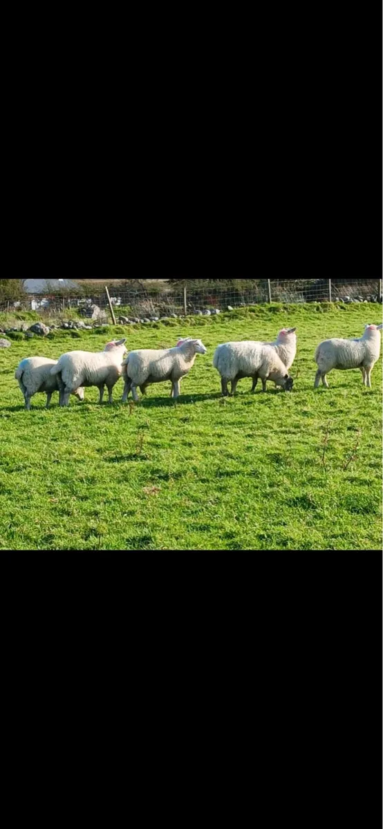 Abberfield Ewe Lambs - Image 2