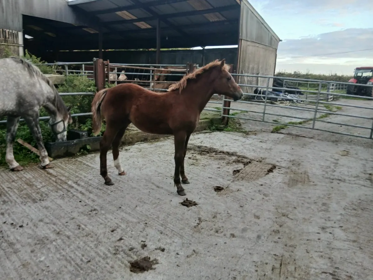 Colt foal - Image 1