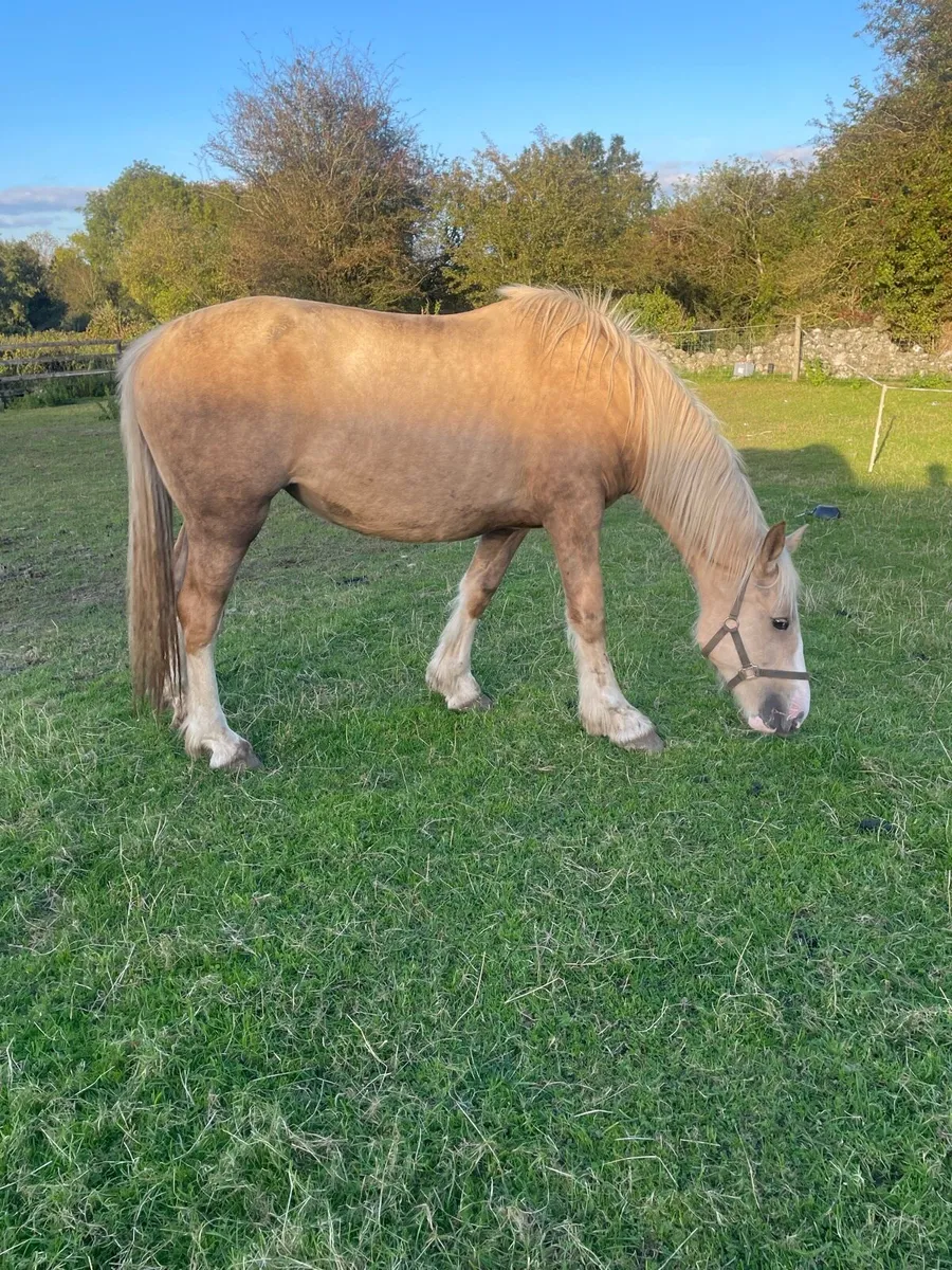 PALOMINO FILLY - Image 2