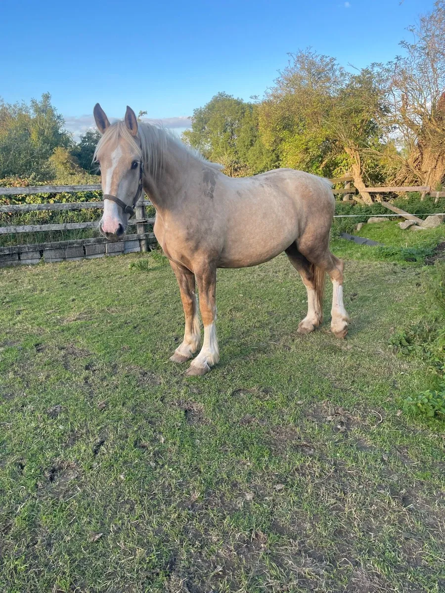 PALOMINO FILLY - Image 3