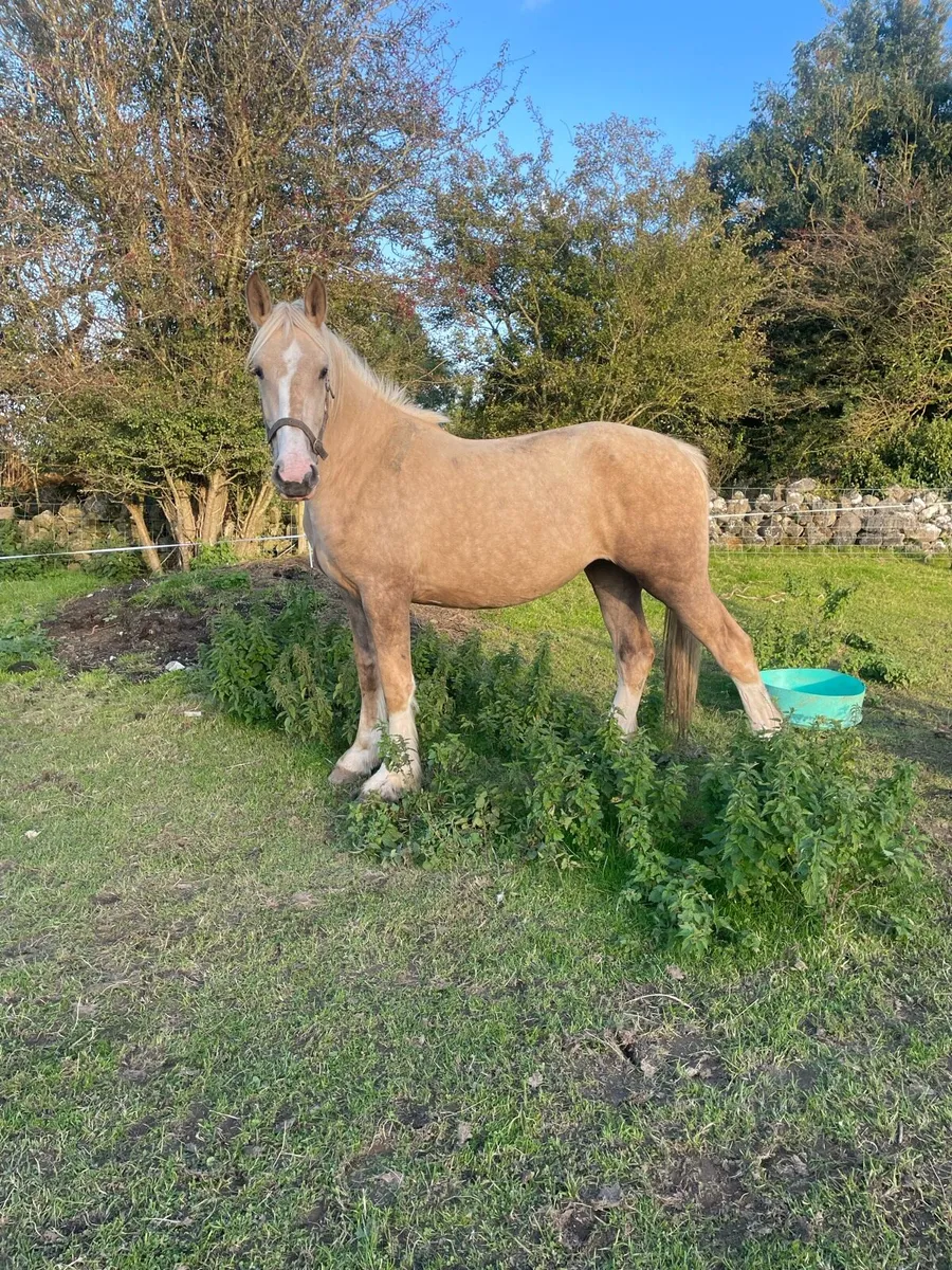 PALOMINO FILLY - Image 4