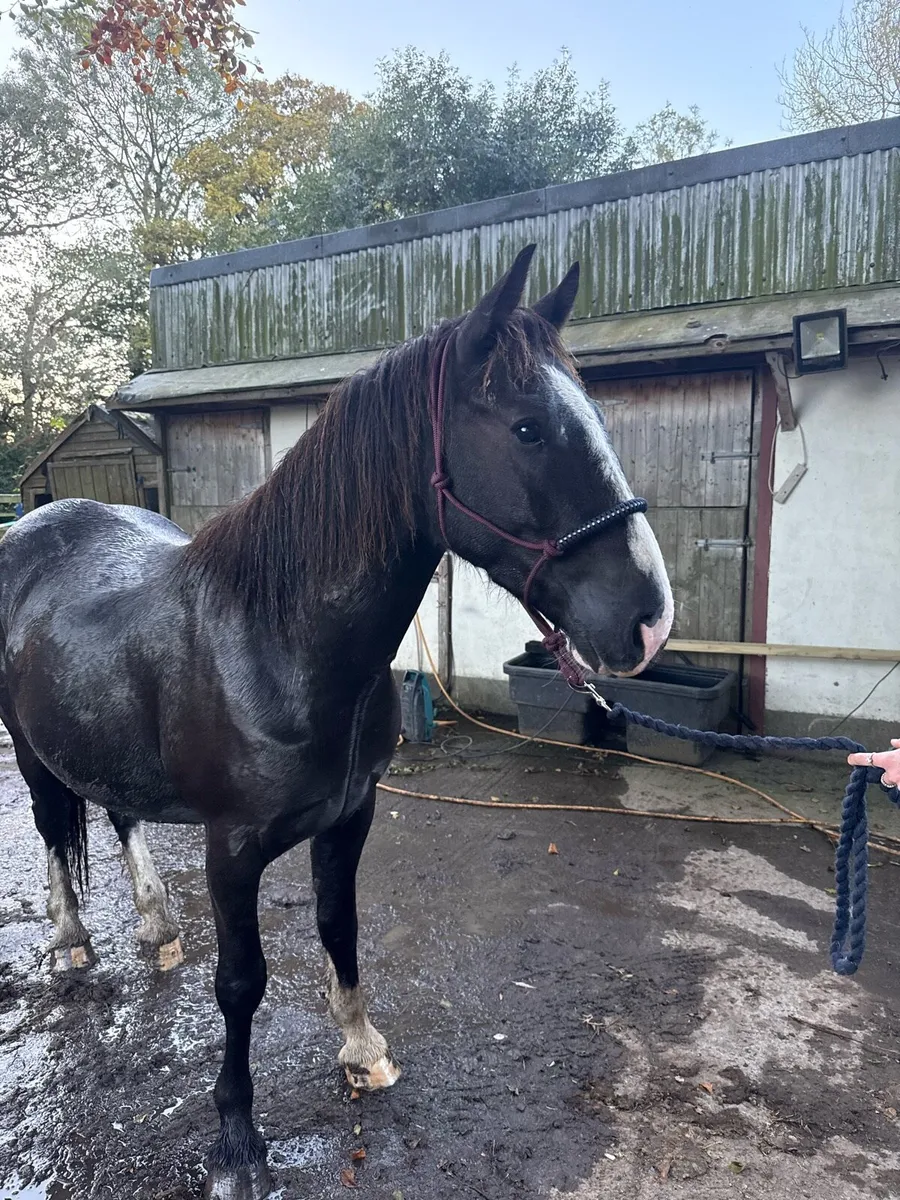 Cob gelding - Image 1