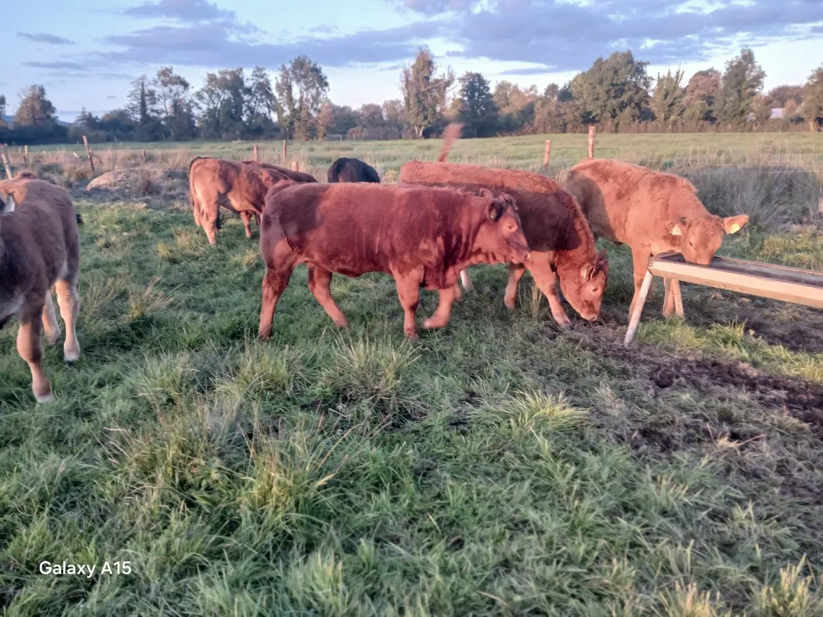 Heifers - Image 1