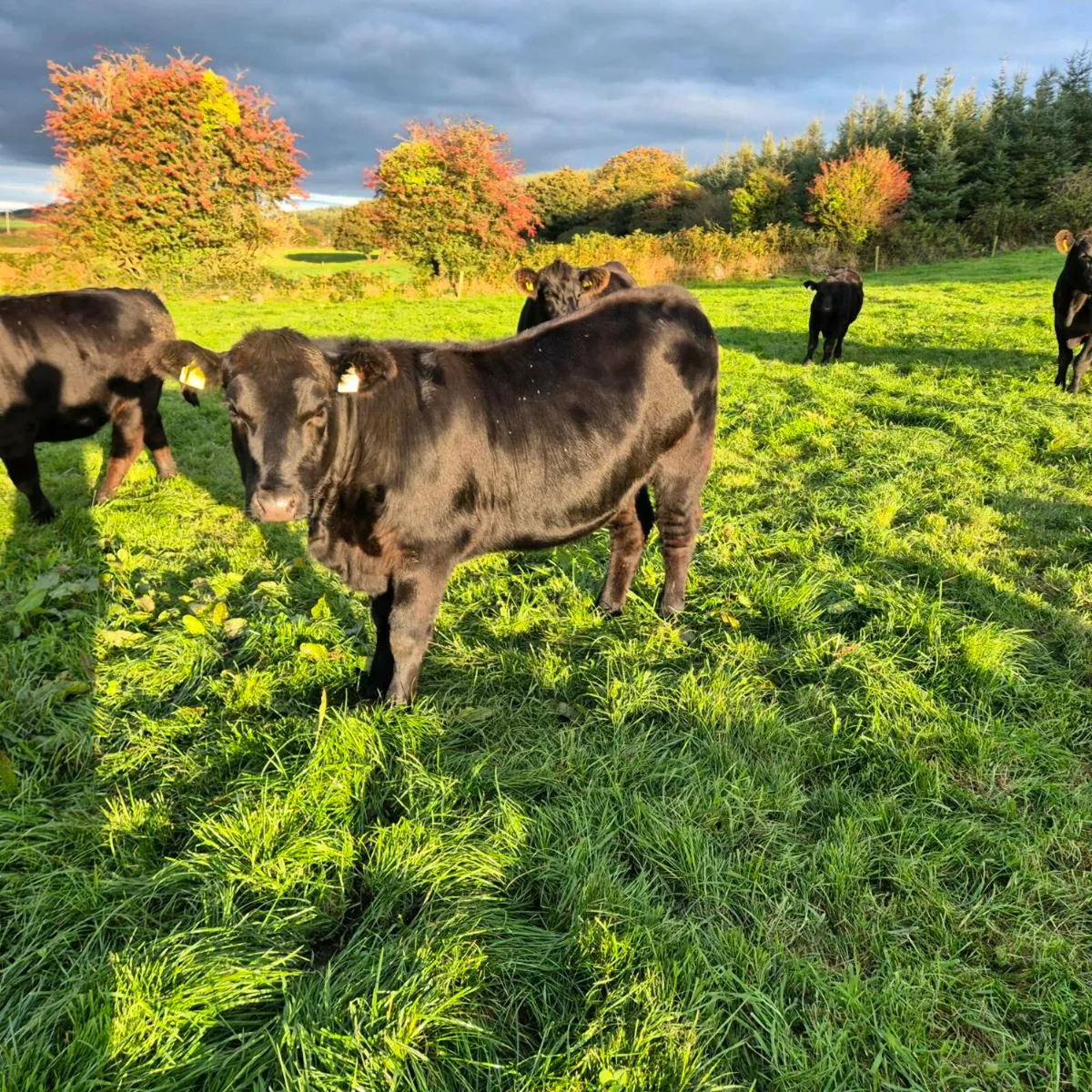 Pedigree Angus Heifer - Image 1