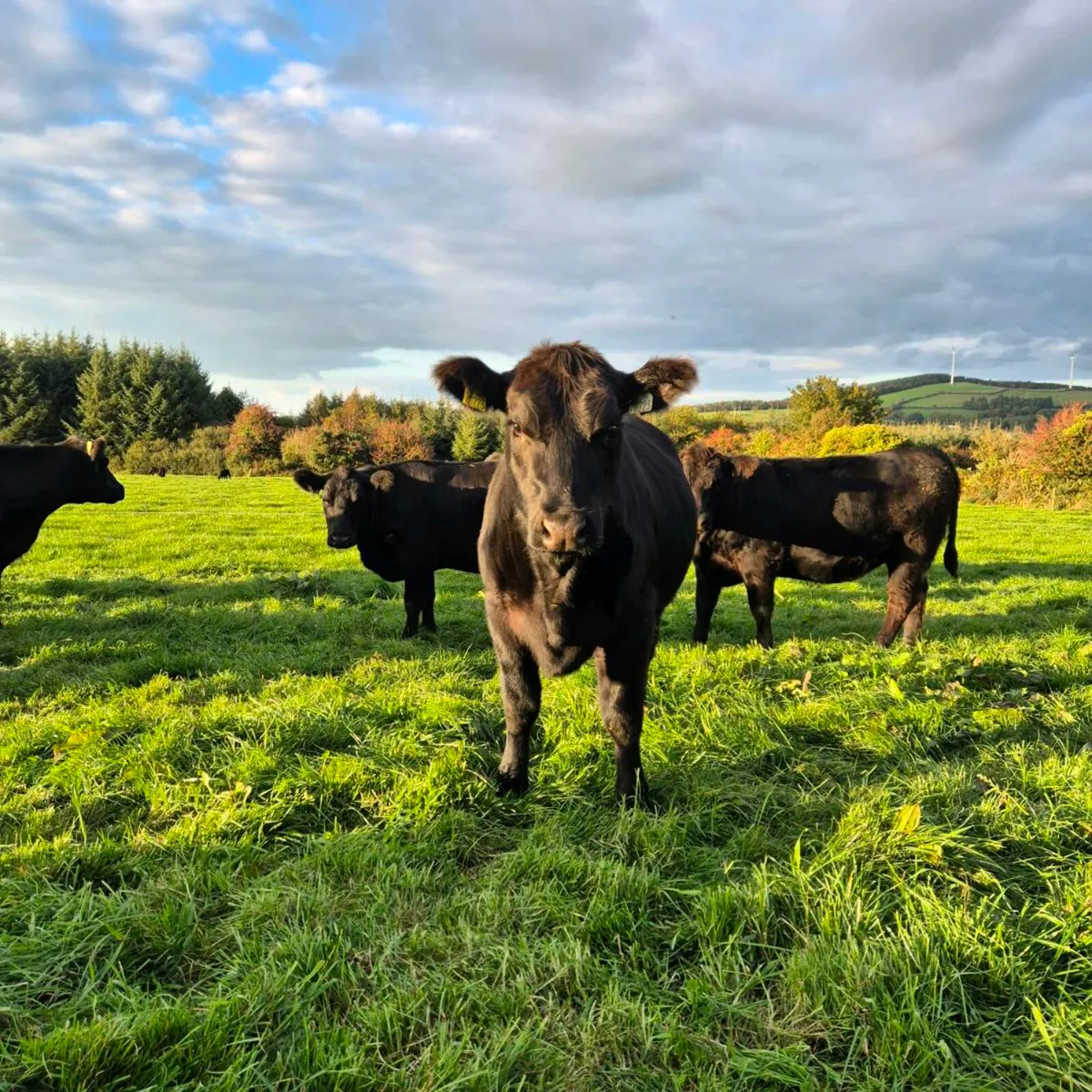 Pedigree Angus Heifer - Image 2