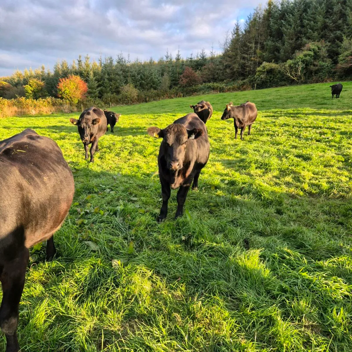 Pedigree Angus Heifer - Image 3