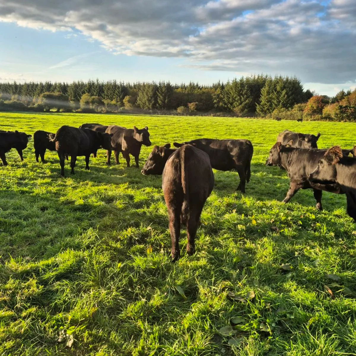 Pedigree Angus Heifer - Image 4