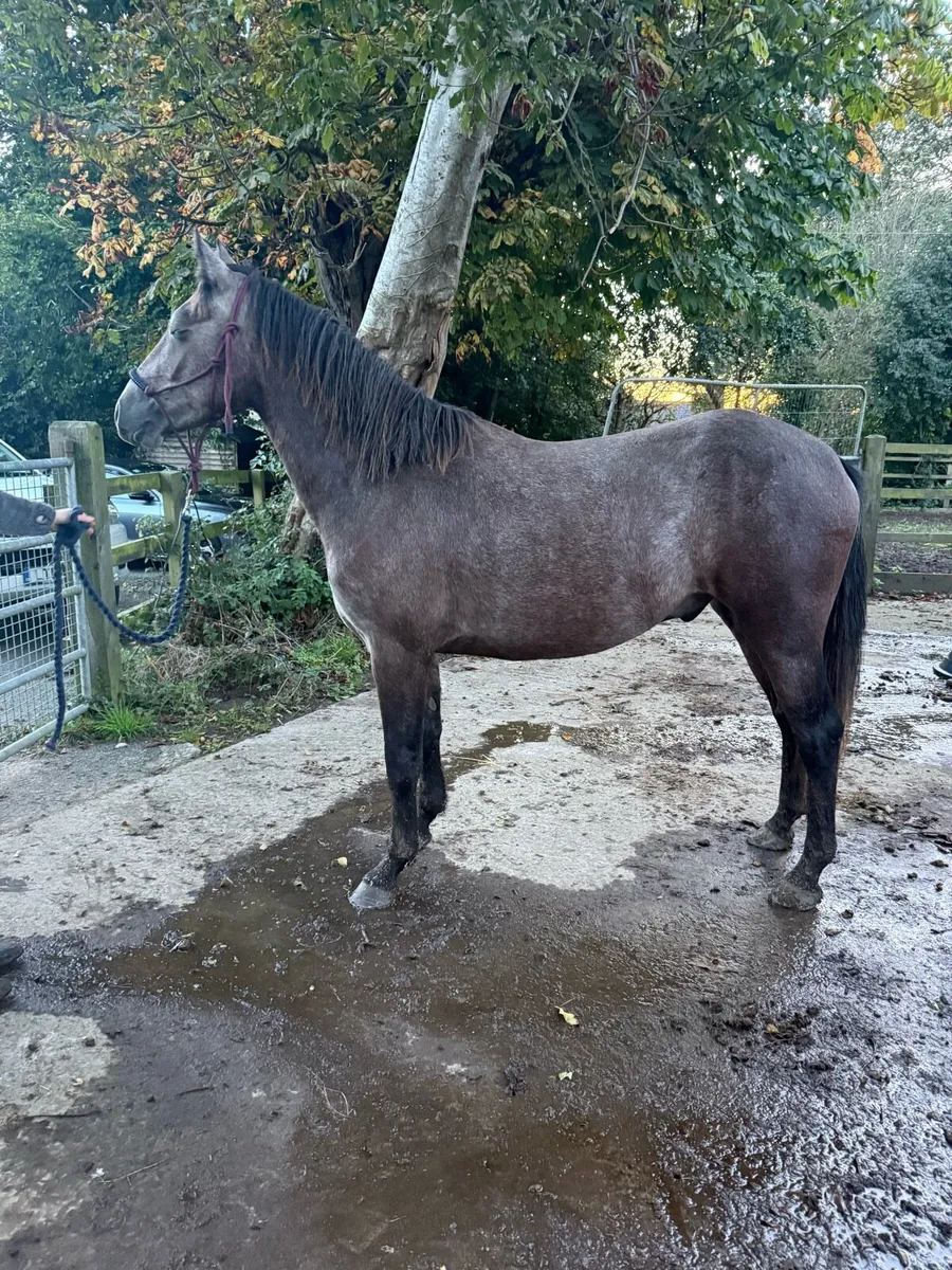 Roan Connemara gelding - Image 2
