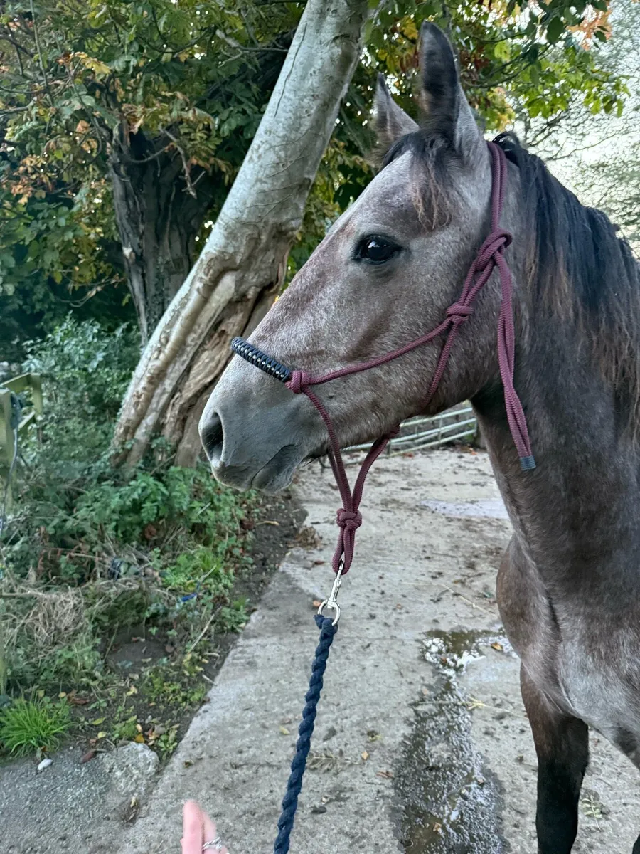 Roan Connemara gelding - Image 3