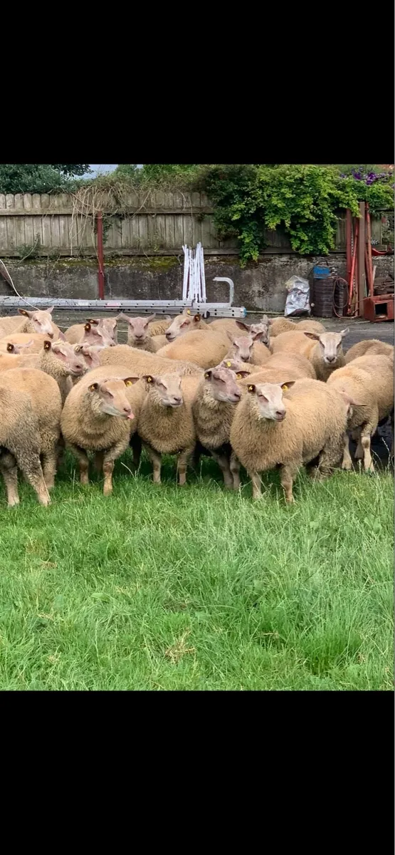Sis Pedigree registered charollais ram lambs - Image 1