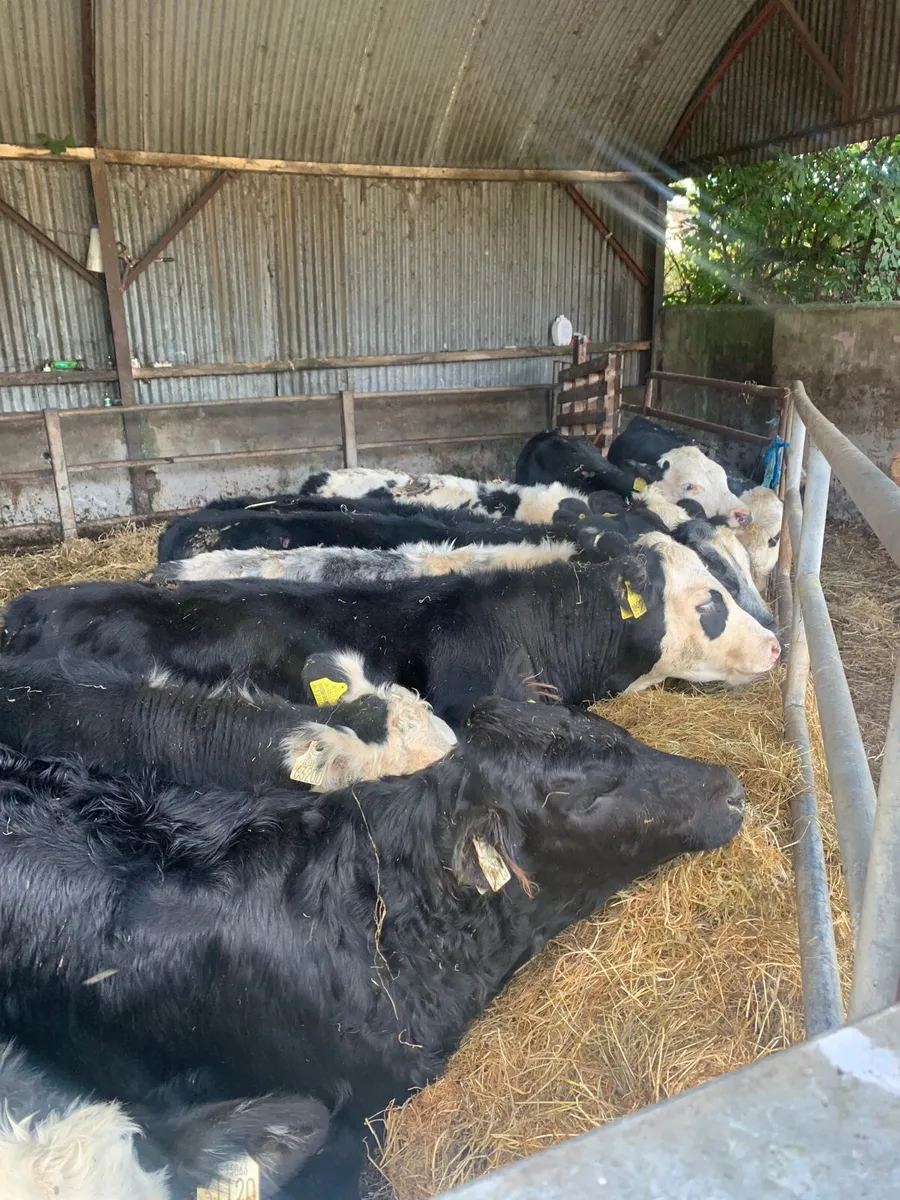 10 super Heifer  weanlings for sale - Image 1