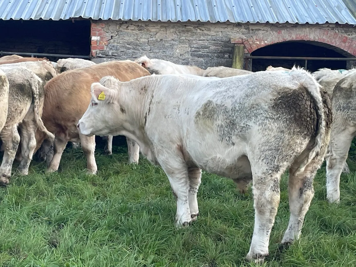 18 super 570 kg Charlie bullocks - Image 4