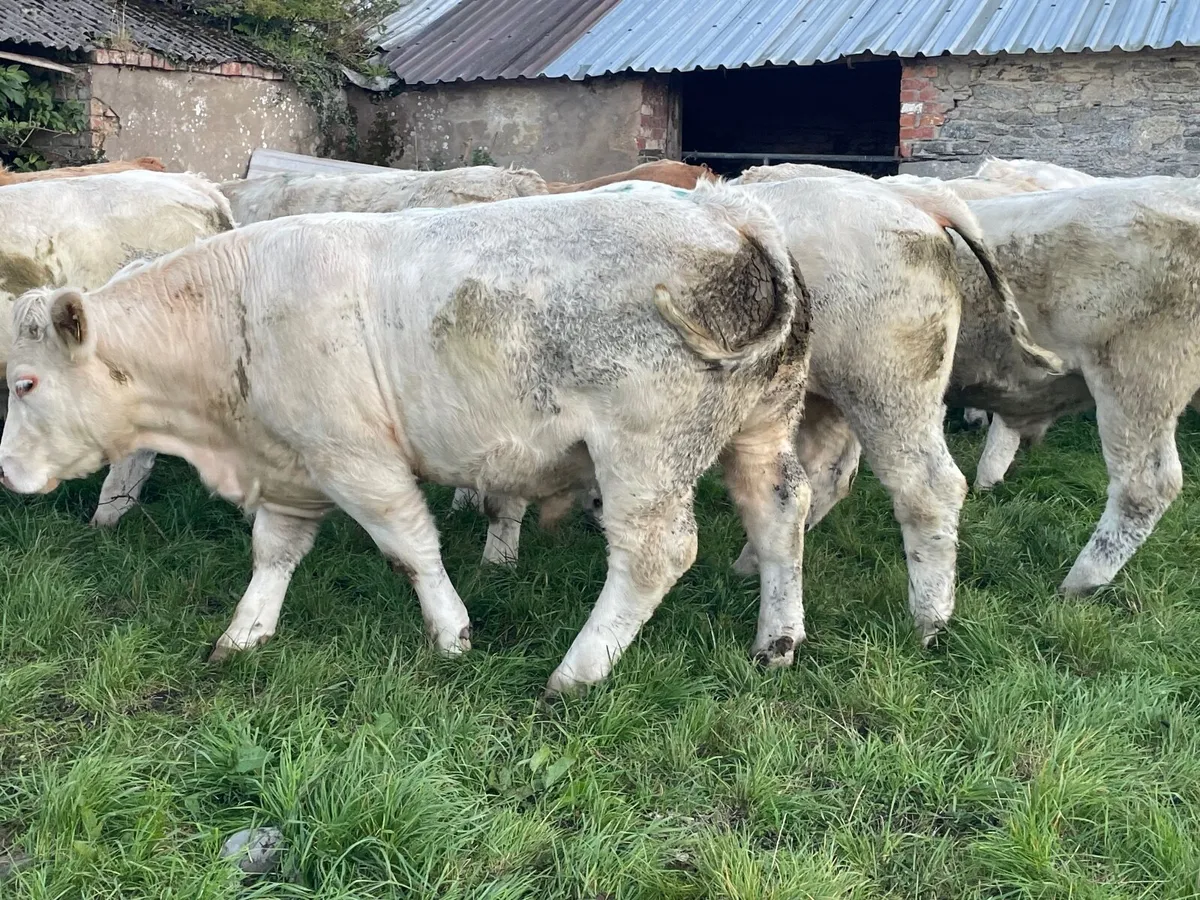 18 super 570 kg Charlie bullocks - Image 1