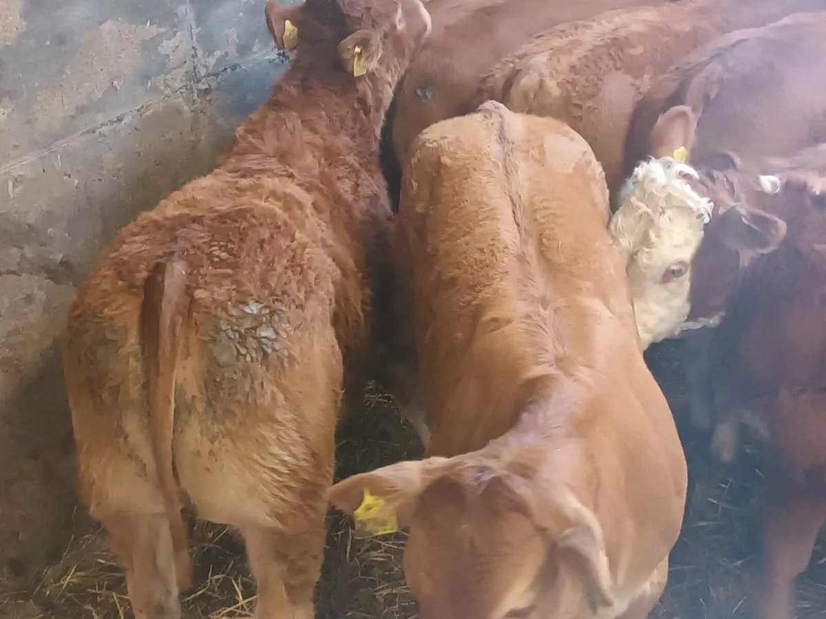 9 Smashing LMX  Heifer's for sale - Image 3