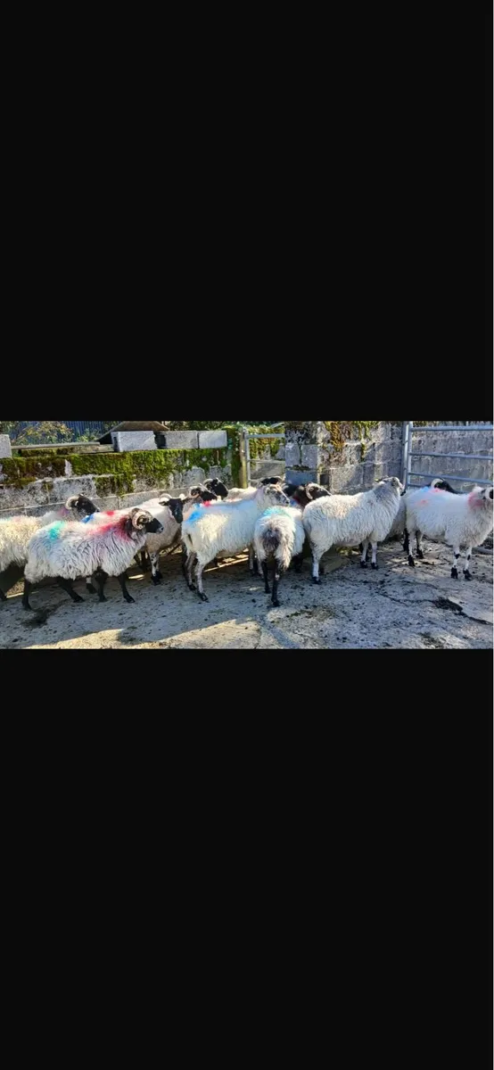 Aged ewes