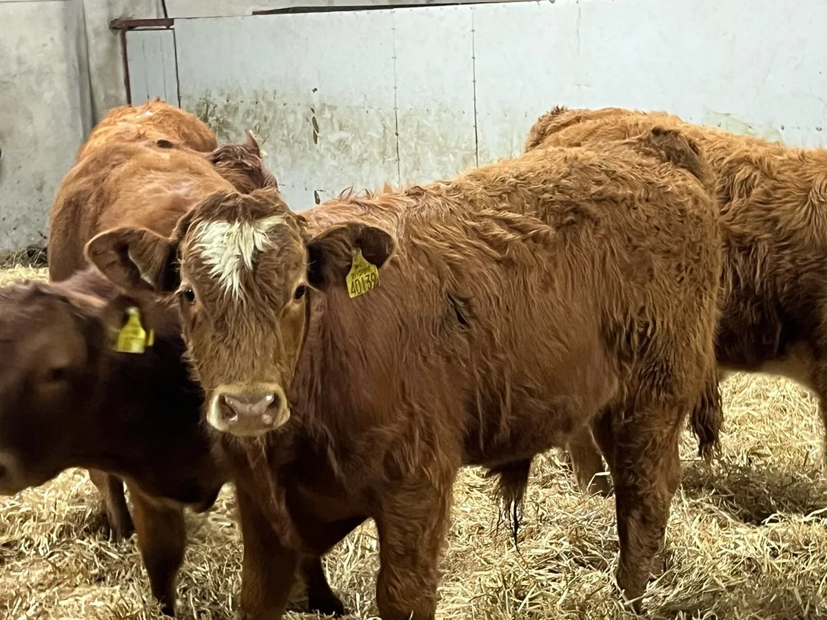 Super 250Kg Red LIM Bull Weanlings - Image 1