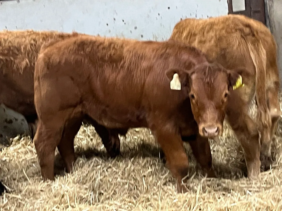Super 250Kg Red LIM Bull Weanlings - Image 3